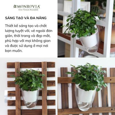 Chậu tự tưới treo tường K01 MONROVIA dành cho cây, hoa, decor không gian sống, văn phòng