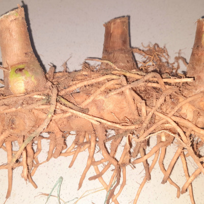 Củ cát lồi - củ cây mía dò, củ tươi