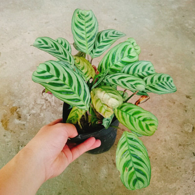 Cây Đuôi Công - cây cảnh để bàn + Tặng phân bón cho cây