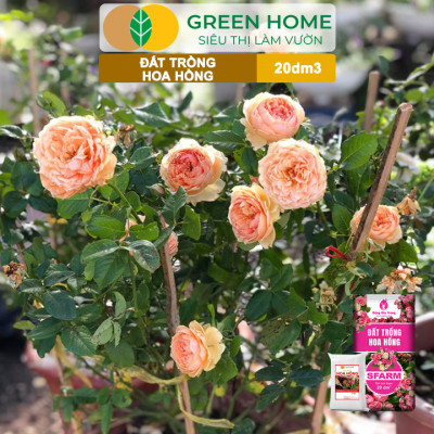 Đất Trồng Hoa Hồng Greenhome, Sfarm, Túi 4Kg, Hữu Cơ, Trộn Sẵn, Tiện Lợi, Đầy Đủ Dinh Dưỡng