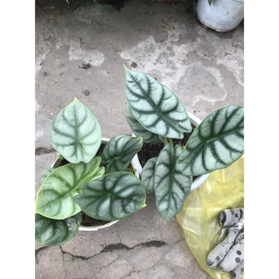 Môn Rồng Bạc ( Alocasia Baginda Silver Dragon ) - cây cảnh để bàn + tặng phân bón cho cây