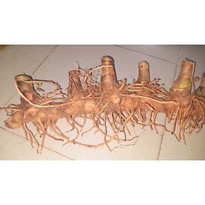 Củ cát lồi - củ cây mía dò, củ tươi