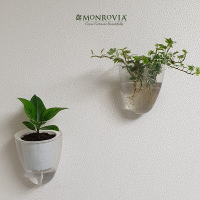 Chậu tự tưới treo tường K01 MONROVIA dành cho cây, hoa, decor không gian sống, văn phòng