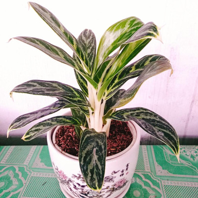 Cây Tiểu Bạch Mã Hoàng Tử - cây cảnh để bàn + tặng phân bón cho cây