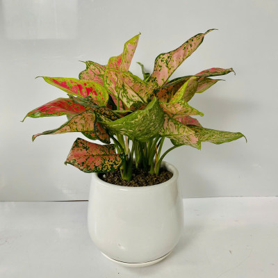 Chậu Cây Để Bàn Nhỏ Văn Phòng (1 bộ chậu và Cây Vạn Lộc Đỏ) cây trong nhà trang trí may mắn