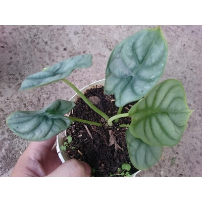 Môn Rồng Bạc ( Alocasia Baginda Silver Dragon ) - cây cảnh để bàn + tặng phân bón cho cây
