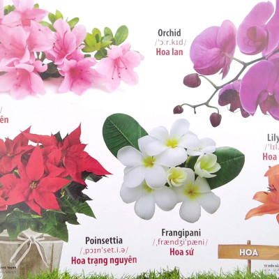 Bộ Sách Từ Điển Bằng Tranh: Hoa, Quả, Rau Củ - Chữ Cái Và Số Đếm - Phương Tiện Giao Thông (Bộ 3 Cuốn)