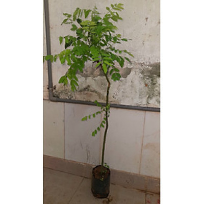 Cây hoa hòe, chiều cao 80-90cm