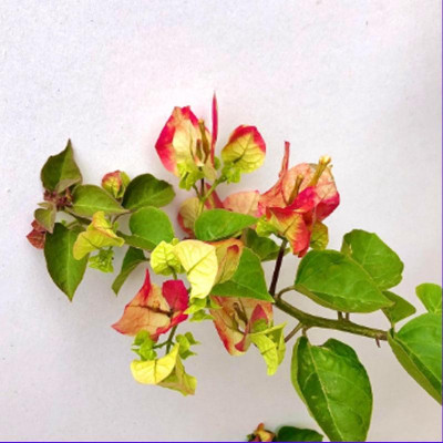 Cây hoa giấy đổi màu Ấn Độ - cây cảnh để bàn + tặng phân bón cho cây