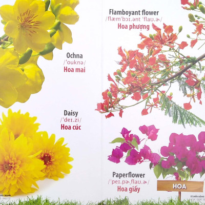 Bộ Sách Từ Điển Bằng Tranh: Hoa, Quả, Rau Củ - Chữ Cái Và Số Đếm - Phương Tiện Giao Thông (Bộ 3 Cuốn)