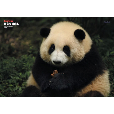 Gấu trúc Hoa Hoa - Amak