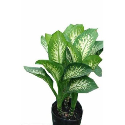 Cây Vạn Niên Thanh - Cây cảnh để trong nhà + Tặng phân bón cho cây