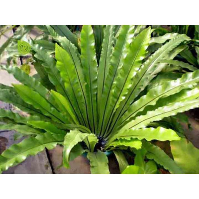 Cây Tổ Phụng - Cây cảnh để bàn + Tặng phân bón cho cây