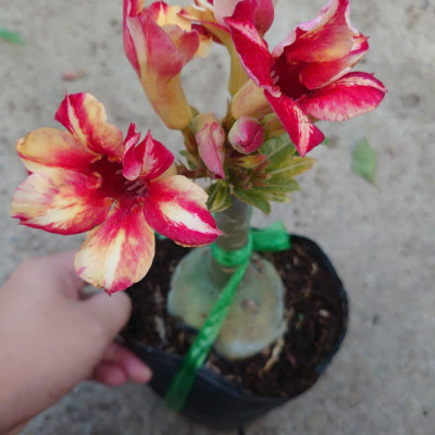 Cây Hoa Sứ Thái Ghép (giao màu ngẫu nhiên)