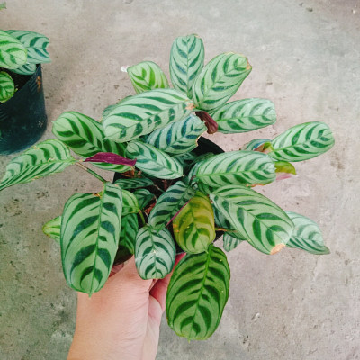 Cây Đuôi Công - cây cảnh để bàn + Tặng phân bón cho cây