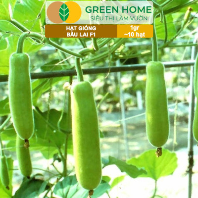 Hạt Giống Bầu Lai Greenhome, Gói 1gr~10 hạt, Dễ Trồng Quanh Năm, Nảy Mầm Cao, Thu Hoạch Nhanh, Năng Suất Cao T09