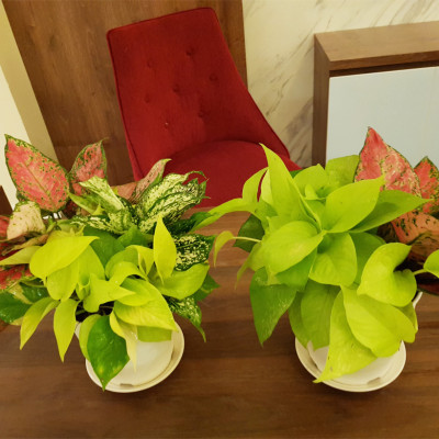 Chậu trồng cây trong nhà cao cấp Minigarden Basic Pot S (Combo 5 chậu) nhập khẩu Châu Âu, Nhựa PP Chống UV, có khả năng tự hút nước và thoát nước giúp cây sống tốt mà không cần chăm sót