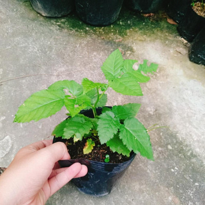 Cây phúc bồn tử ( cây mâm xôi ) - cây cảnh vườn + tặng phân bón cho cây