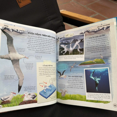 (Bìa cứng in màu) AMAZING ANIMAL JOURNEY – Những Chuyến Di Cư Và Hành Trình Phi Thường Nhất – Philippa Forrester – Phạm Trang dịch – Đinh Tị – NXB Hà Nội
