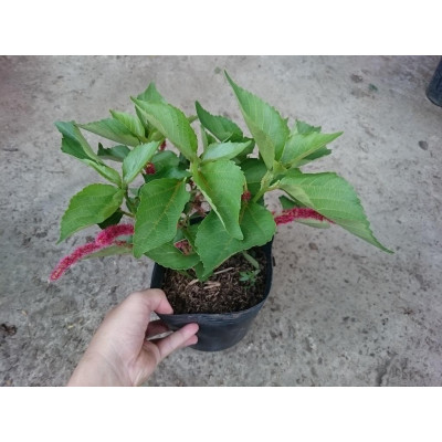 Cây Râu Lân - cây cảnh đẹp + tặng phân bón cho cây