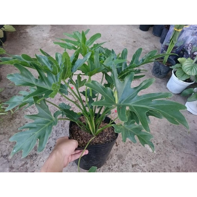 Cây trầu bà cánh phượng - cây cảnh để trong nhà + tặng phân bón cho cây