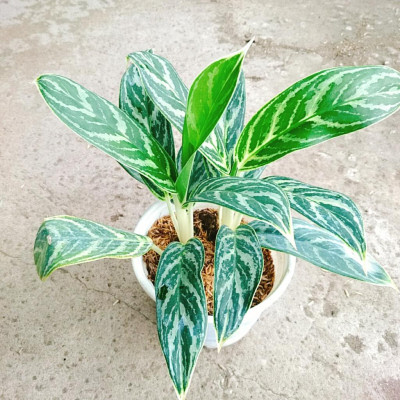 Cây Tiểu Bạch Mã Hoàng Tử - cây cảnh để bàn + tặng phân bón cho cây