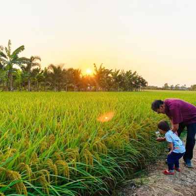 Combo 2 Sản Phẩm Gạo  ST25 Túi 5Kg - Gạo Ông Cua, Đặc Sản Sóc Trăng