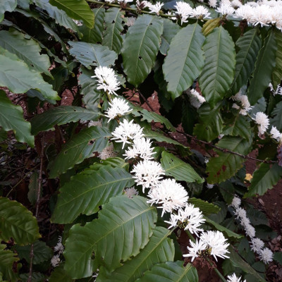  Mật ong Golden honey hỗ trợ tăng sức đề kháng, giảm ho, viên họng, dưỡng ẩm da và môi cang bóng mịn màng, dùng nấu ăn - QuaTangMe Extaste