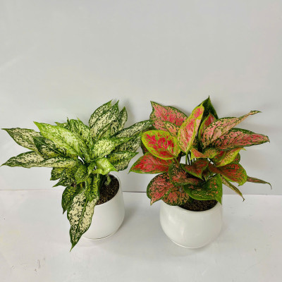 Chậu Cây Để Bàn Nhỏ Văn Phòng (1 bộ chậu và Cây Vạn Lộc Đỏ) cây trong nhà trang trí may mắn