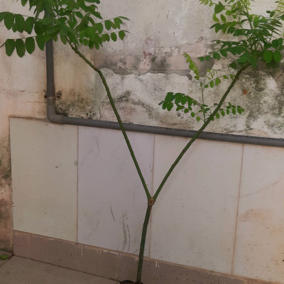 Cây hoa hòe, chiều cao 80-90cm