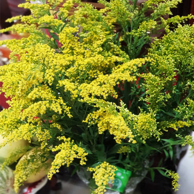 Combo 50 gói Nước cắm hoa lâu tàn dạng bột 5gr của Israel giúp hoa Hoàng Anh và hoa khác tươi lâu và hạn thay nước cho hoa