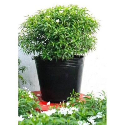 Mai Vạn Phúc - cây cảnh vườn + Tặng phân bón cho cây mau lớn