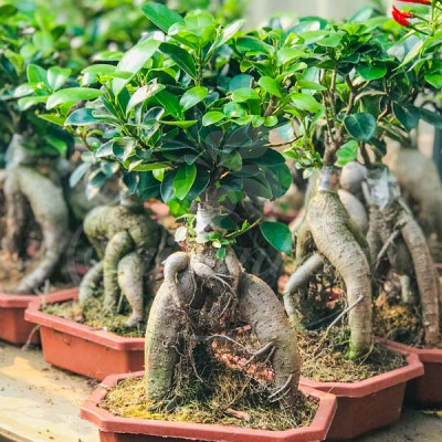 Cây si nhật bonsi để bàn