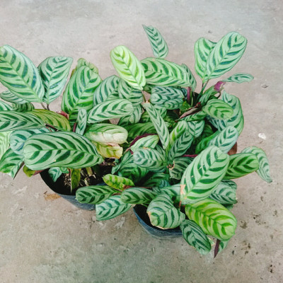 Cây Đuôi Công - cây cảnh để bàn + Tặng phân bón cho cây