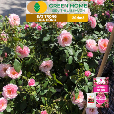 Đất Trồng Hoa Hồng Greenhome, Sfarm, Túi 4Kg, Hữu Cơ, Trộn Sẵn, Tiện Lợi, Đầy Đủ Dinh Dưỡng