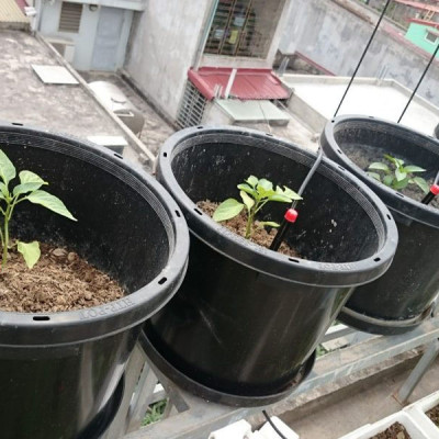 Bộ tưới cây tự động 20 đầu cắm phun 8 tia kèm van nước hẹn giờ