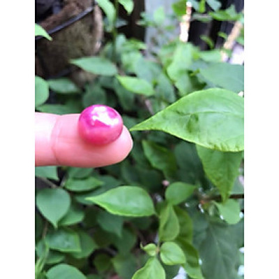   VIÊN ĐÁ RUBBY HỒNG TRÒN ĐẸP NHƯ BÔNG HOA PHÍA TRÊN VIÊN ĐÁ TRÒN DẦY ĐẸP LẮM LUÔN LÀM MẶT NHẪN DÂY CHUYỀN Size DÀI 12mm X NGANG 11mm x DẦY 7mm