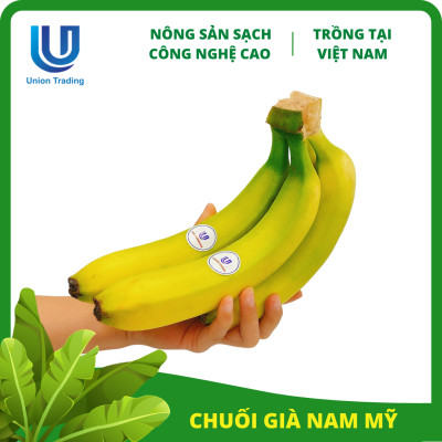 Chuối Tươi Union Trading - Nhánh 500g - Thơm Dẻo, Giàu Dinh Dưỡng - Trồng Công Nghệ Cao Tại Việt Nam