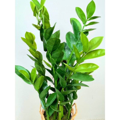 Cây kim tiền, kim phát tài giả - cao 90cm - Cây giả, hoa lụa Decor trang trí nhà cửa