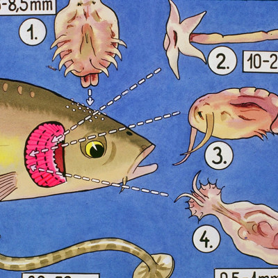 Đèn UV Diệt Khuẩn 20W, 30W, 55W, 75W, 100W, 150W, 200W Uv AQUA+ SUV Xử Lý Nước Bể Cá Koi, Hồ Thủy Sinh, Nước Sinh Hoạt, Chăn Nuôi Hiệu Quả ( có đối trọng)