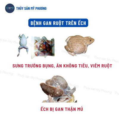 Sát khuẩn nước cá lở loét thối đôi đen mang đốm đỏ trắng tuột nhớt gan thận mủ Koko Lvs tôm thẻ cá lươn ếch ốc ba ba