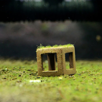 Bộ mầm kích tảo xanh nuôi cá tép đánh tường rêu xanh bể cá tép sula cảnh