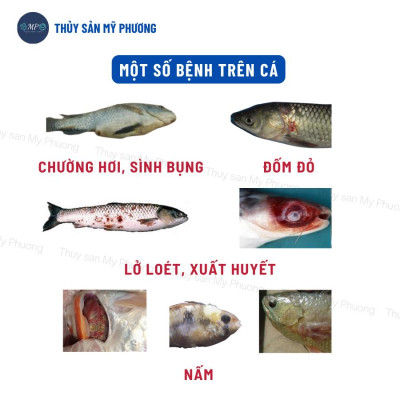 Sát khuẩn nước cá lở loét thối đôi đen mang đốm đỏ trắng tuột nhớt gan thận mủ Koko Lvs tôm thẻ cá lươn ếch ốc ba ba