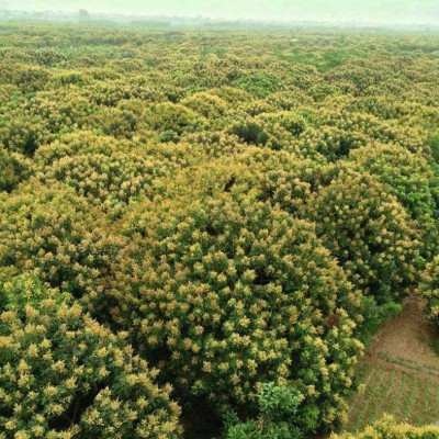 Combo 2 chai cùng loại Mật ong rừng nguyên chất Honimore Hoa Nhãn Cổ Thụ 500g