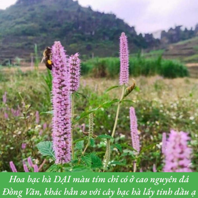 BỘ QUÀ MẬT ONG BẠC HÀ OCOP HÀ GIANG CHÍNH HÃNG, MẬT ONG BẠC HÀ PO MỶ VIETGAP CAO NGUYÊN ĐÁ HÀ GIANG