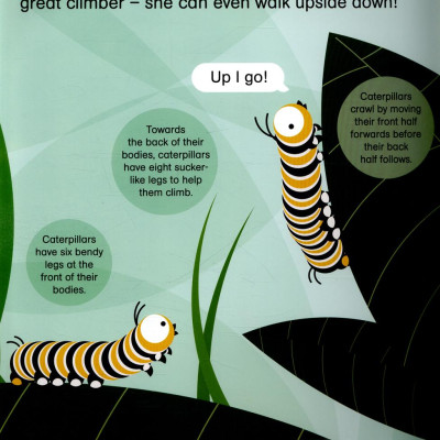 ROUNDS: CORA CATERPILLAR PB