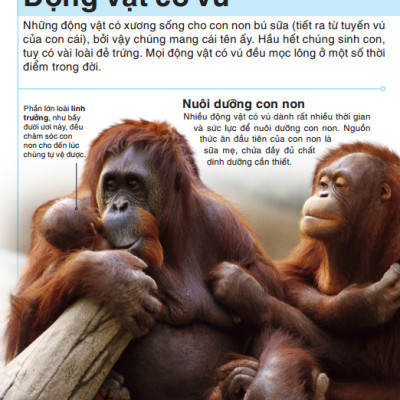 Tri Thức Trong Lòng Bàn Tay - Bách Khoa Thiếu Nhi - Động Vật (Bìa Cứng) (Tái Bản 2022)