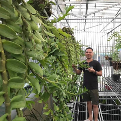 Phân bón siêu kích rễ cây cảnh, hoa lan BioRoot, giúp kích rễ cây mọc nhanh, cây khỏe mạnh, dùng cho cả vườn ươm cây non, an toàn cho cây và người, dung tích 500ml thương hiệu chính hãng Docneem