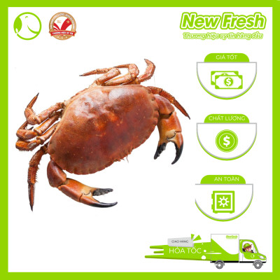 [GIAO NHANH HCM] Cua Nâu Nauy Siêu Gạch Đông Lạnh - 1 Con 1Kg