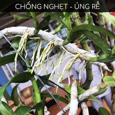 Phân bón siêu kích rễ cây cảnh, hoa lan BioRoot, giúp kích rễ cây mọc nhanh, cây khỏe mạnh, dùng cho cả vườn ươm cây non, an toàn cho cây và người, dung tích 500ml thương hiệu chính hãng Docneem